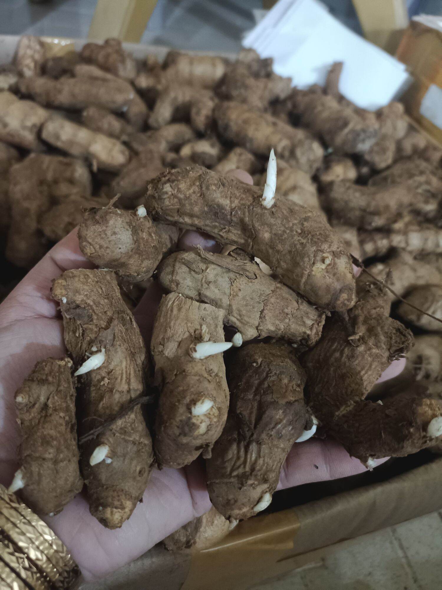 Củ Ngải chống Độc 20củ làm giống( Củ tươi mọc rừng tự nhiên không phải nghệ trắng )
