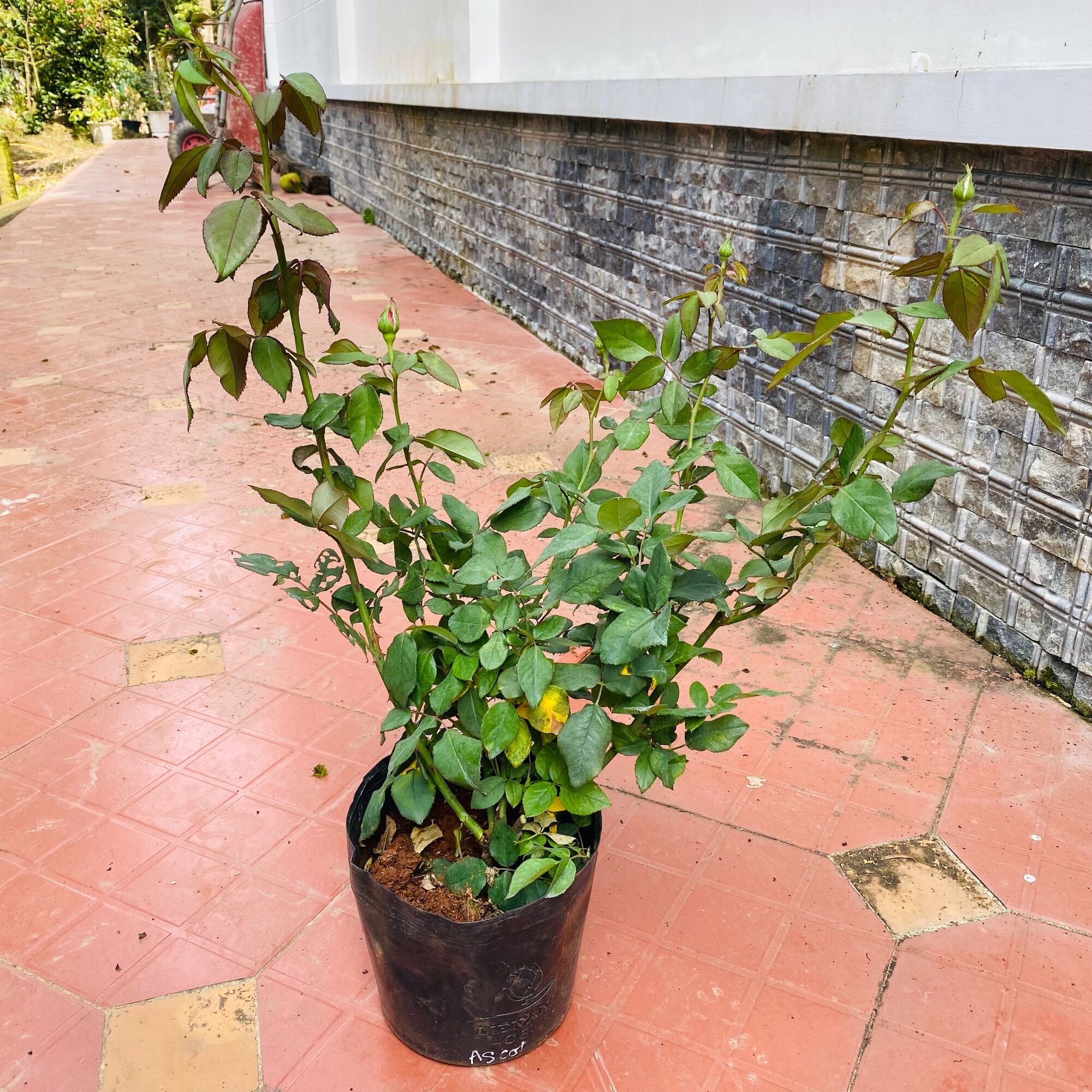 Hoa hồng Ascot Rose - hồng bụi, hoa thơm