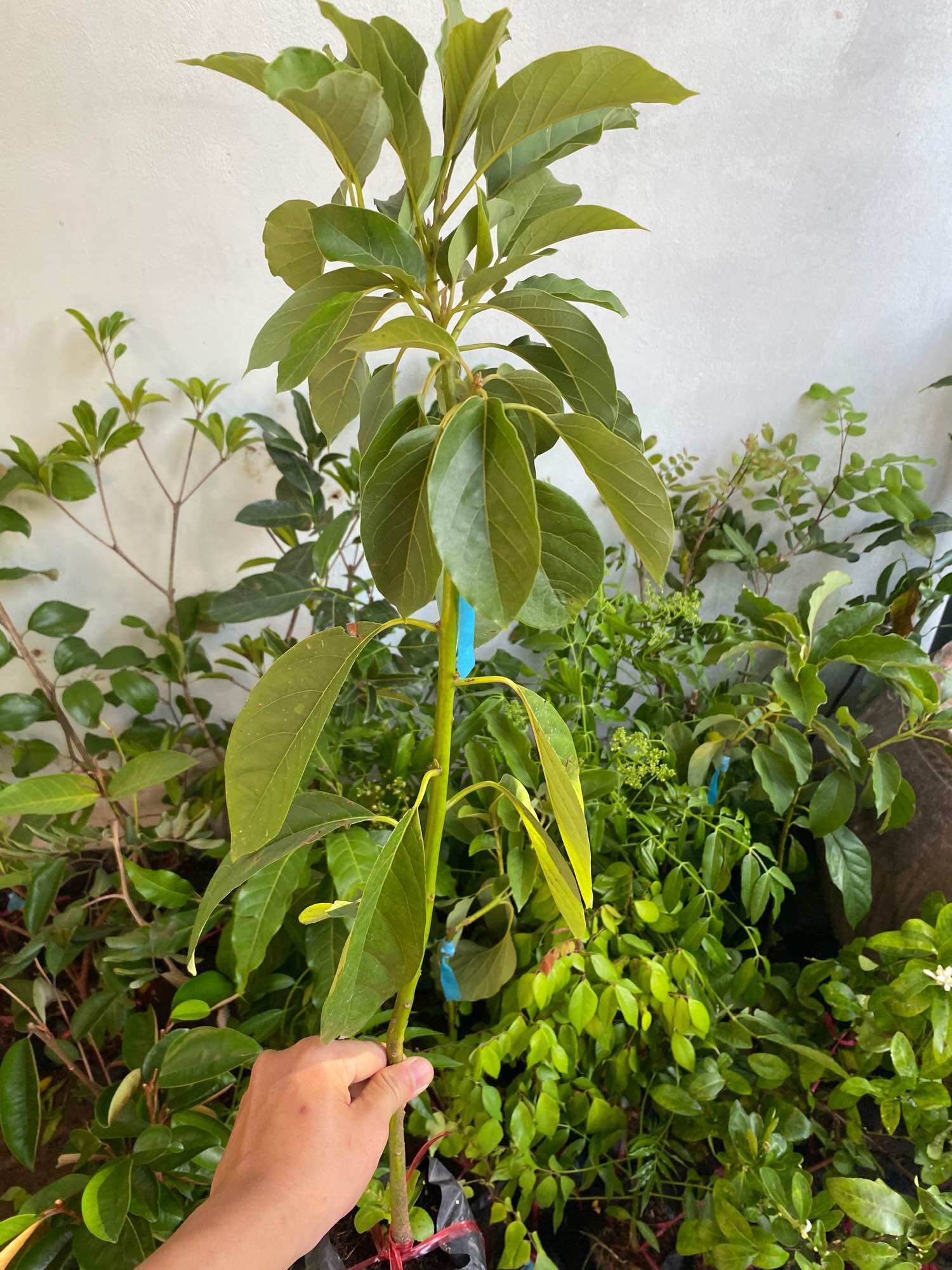 Cây Bơ 034 ( cây bơ giống trái dài 034 )