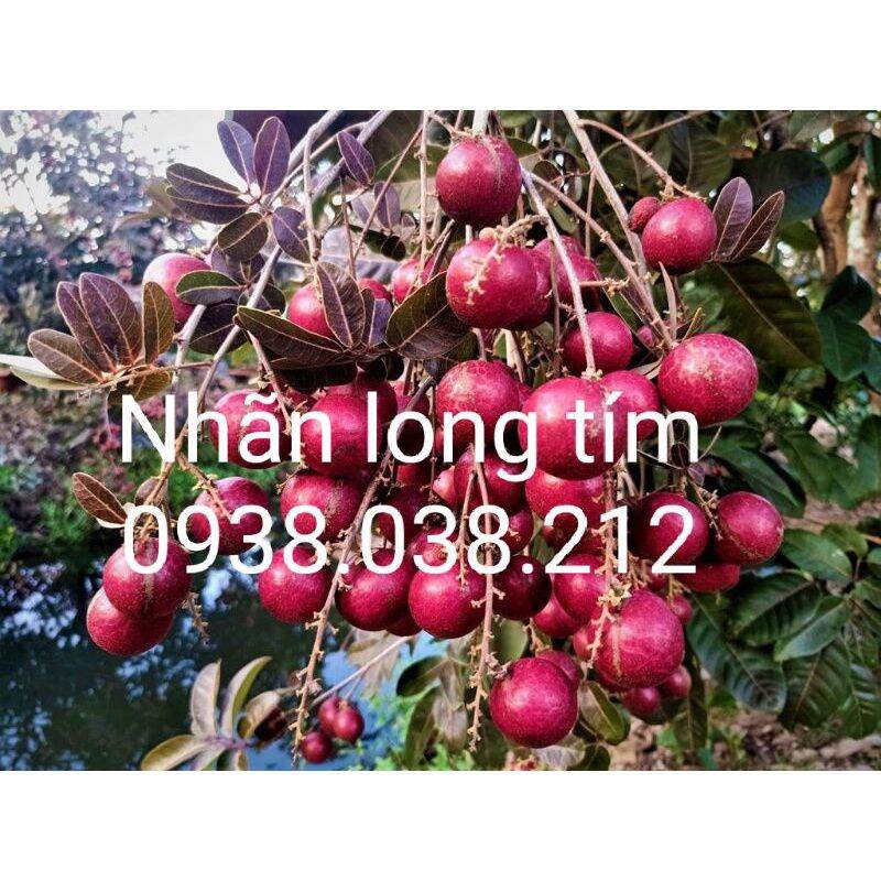 Cây giống nhãn long tím chuẩn f1