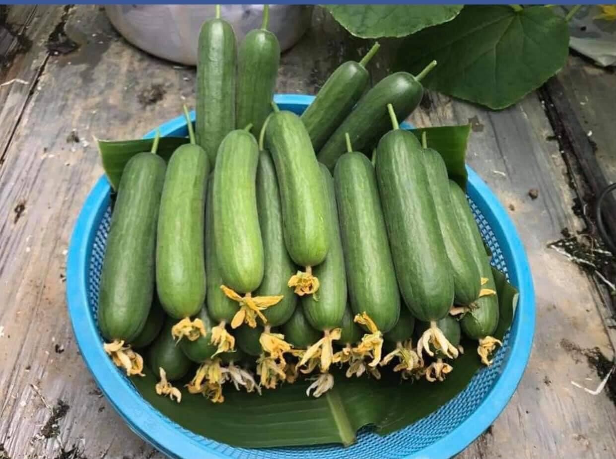 HẠT GIỐNG DUÂ CHUỘT CHÙM TRƠN GREENY