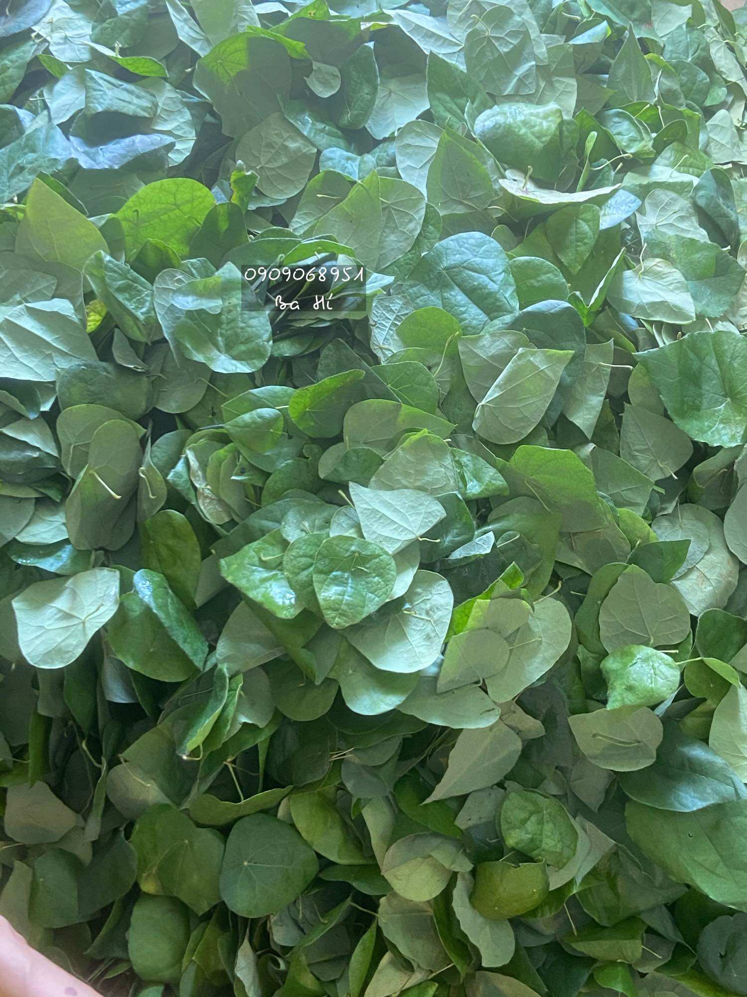 Lá sương sâm lông hữu cơ (300gr)