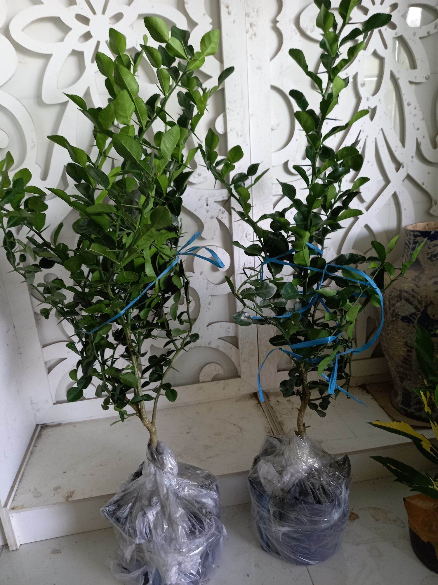 cây chúc hấp gà,tôm,cua.