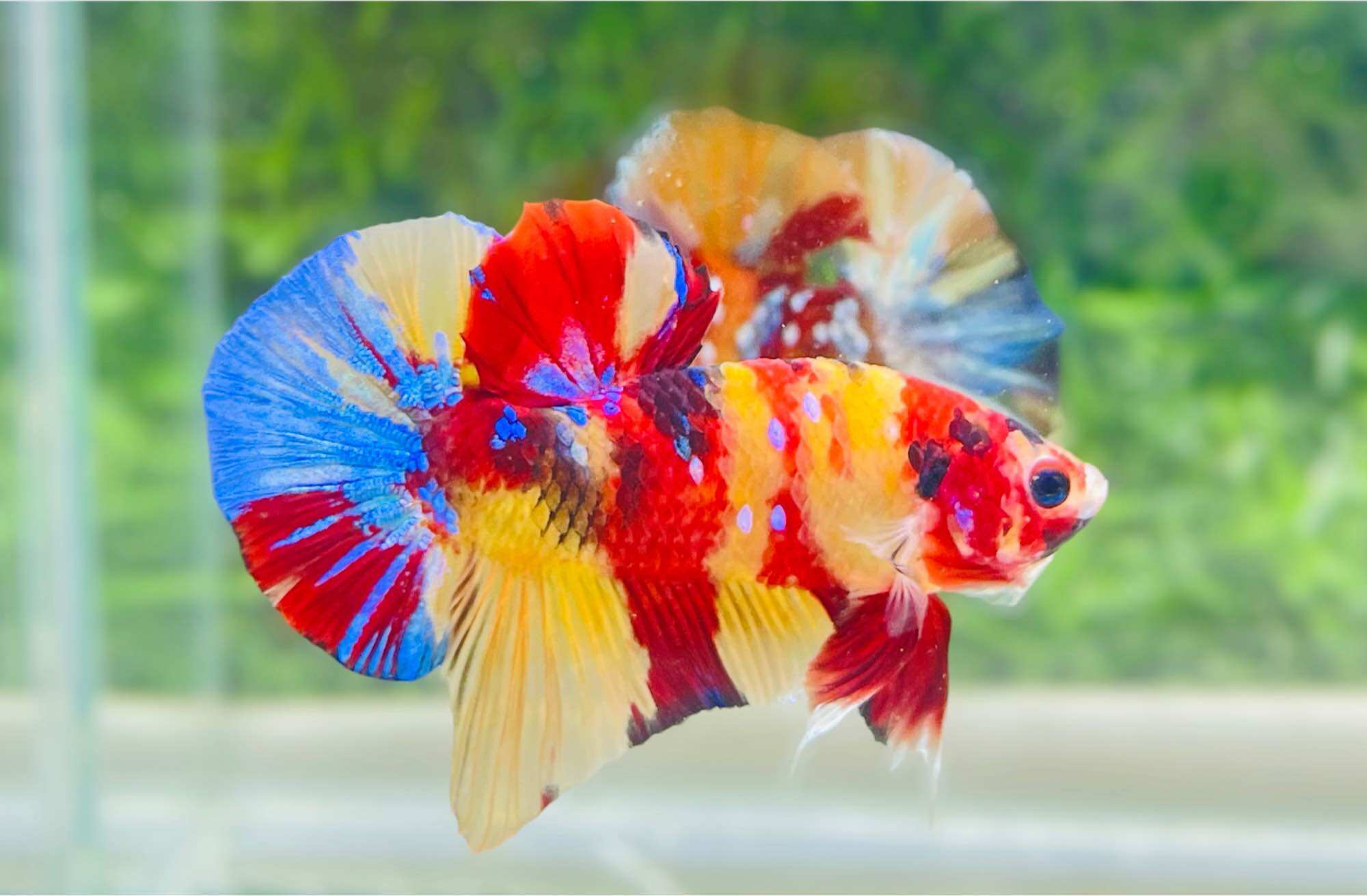 Betta Nemo Muticolor - Hàng cao cấp