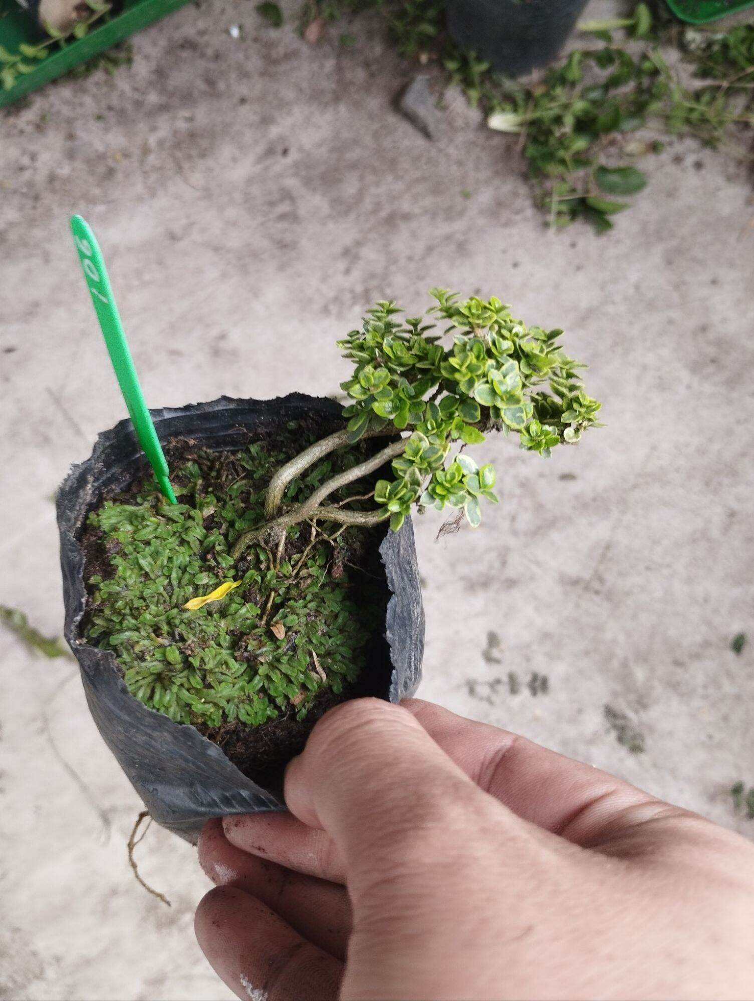 cây Sam hương cẩm thạch mã 70 (có sỉ)