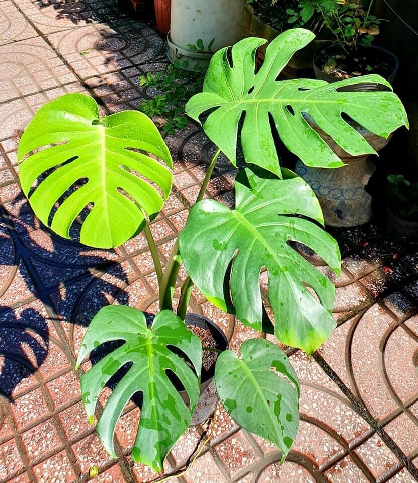 Cây Trầu bà lá xẻ Monstera