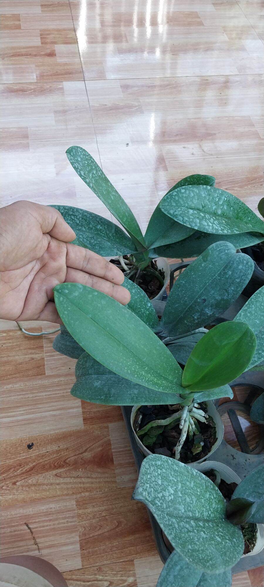Hoa lan Hồ điệp hoa đại