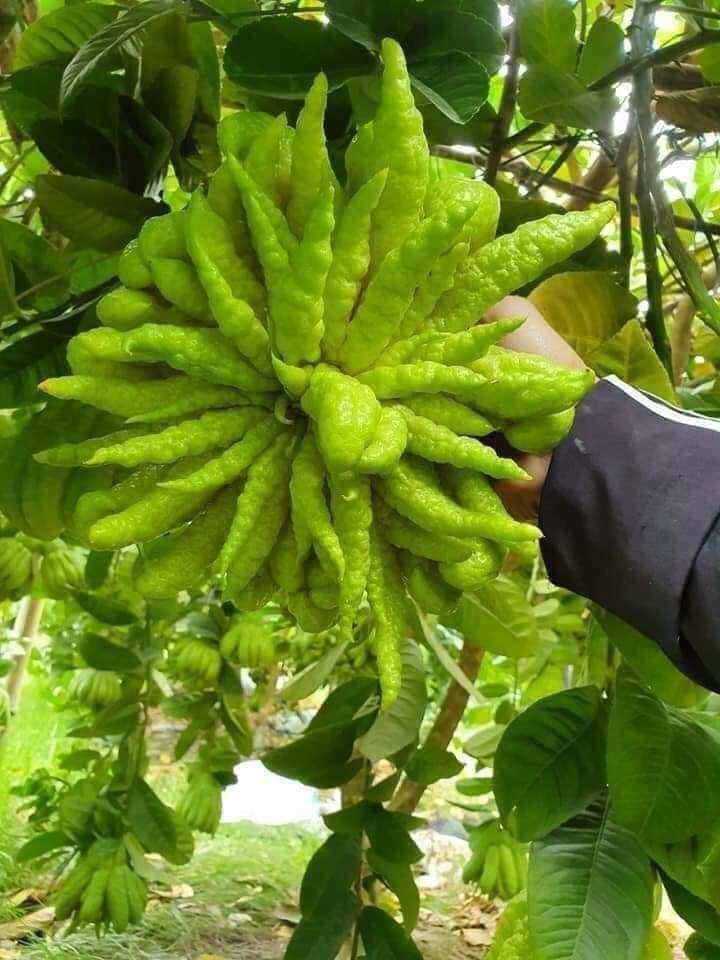 CÂY GIỐNG PHẬT THỦ SIÊU SỚM