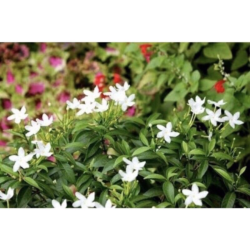 Cây giống mai vạn phúc
