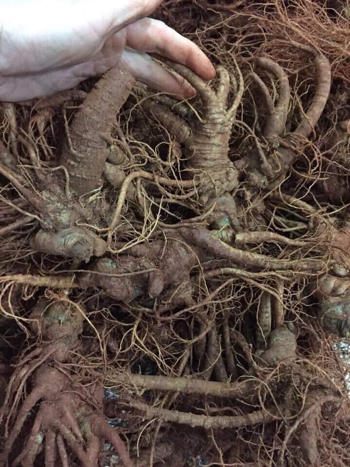 500g củ tam thất tươi Tây Bắc
