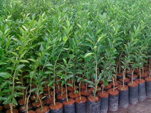 Cây giống Quýt đường, quýt ngọt