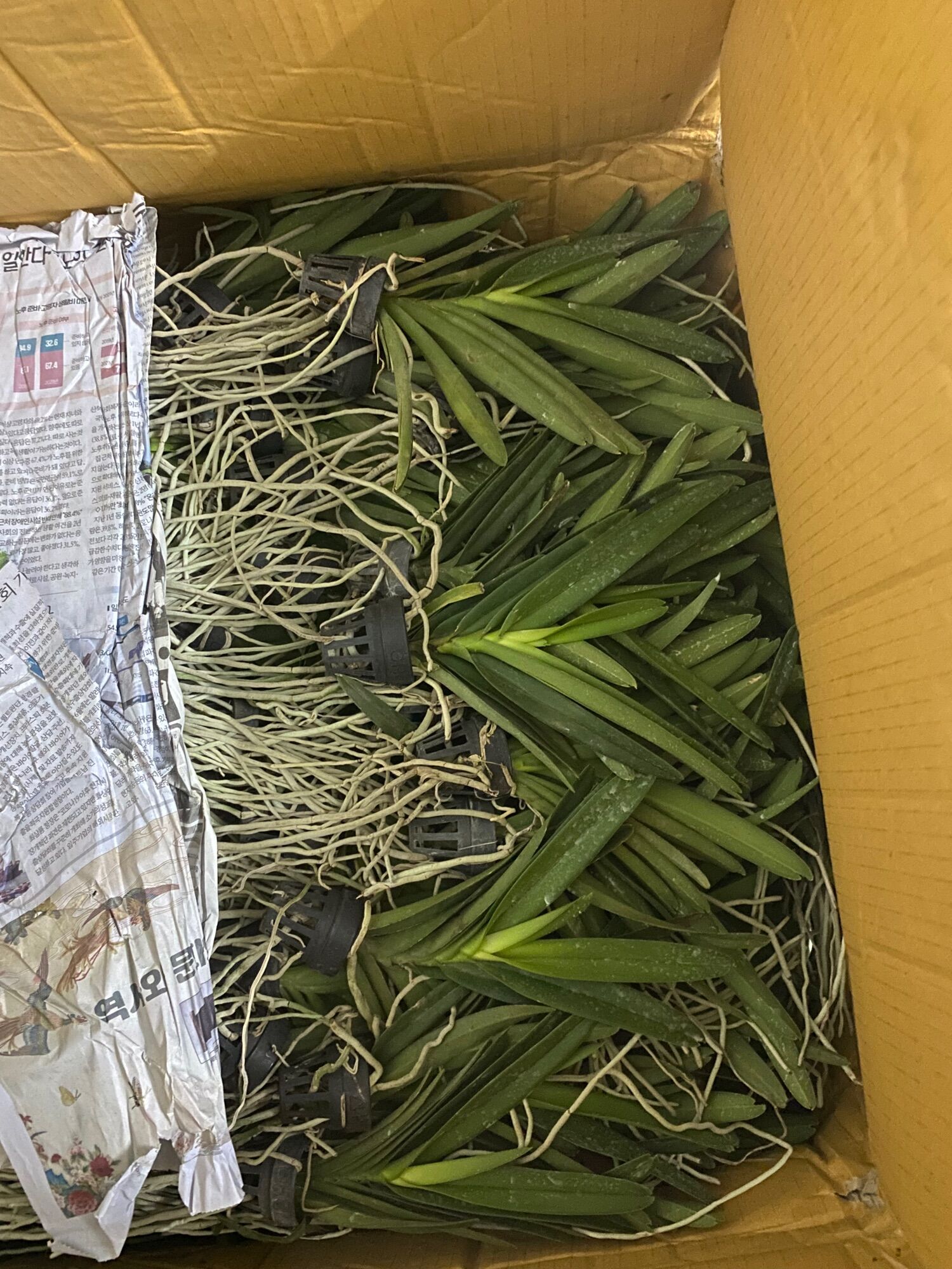 Lan Vanda Lai Hoa Màu Tím - Cây Con