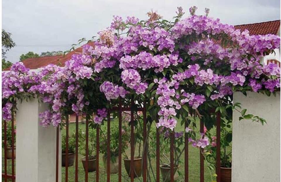 Cây hoa lan tỏi(cây giống)