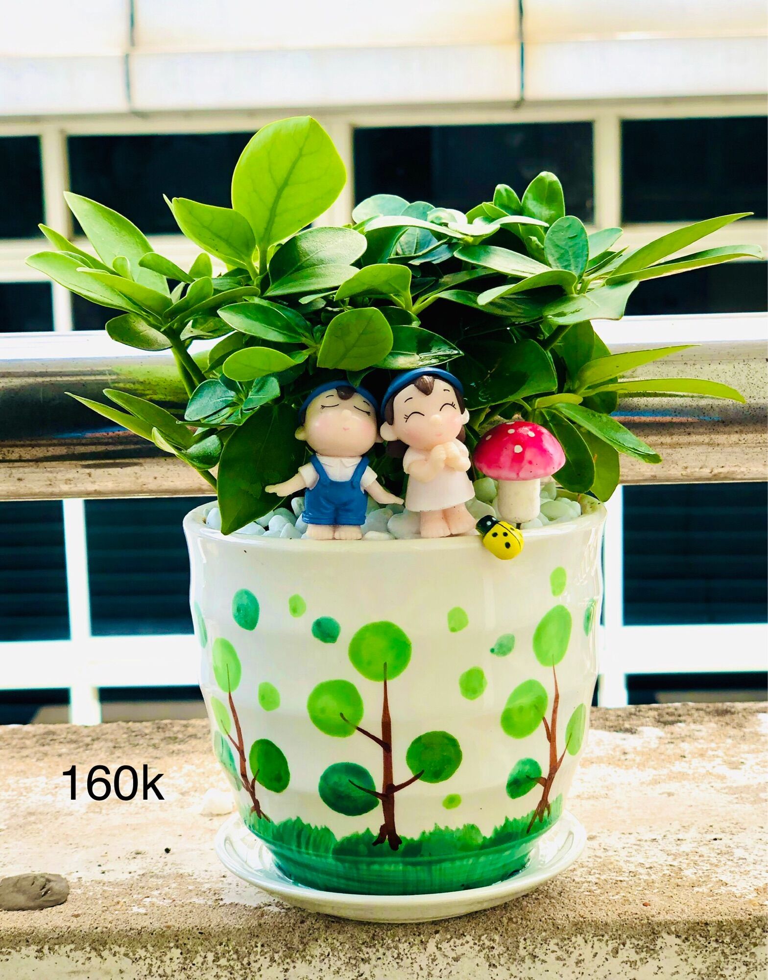 Chậu tiểu cảnh ngũ gia bì xanh