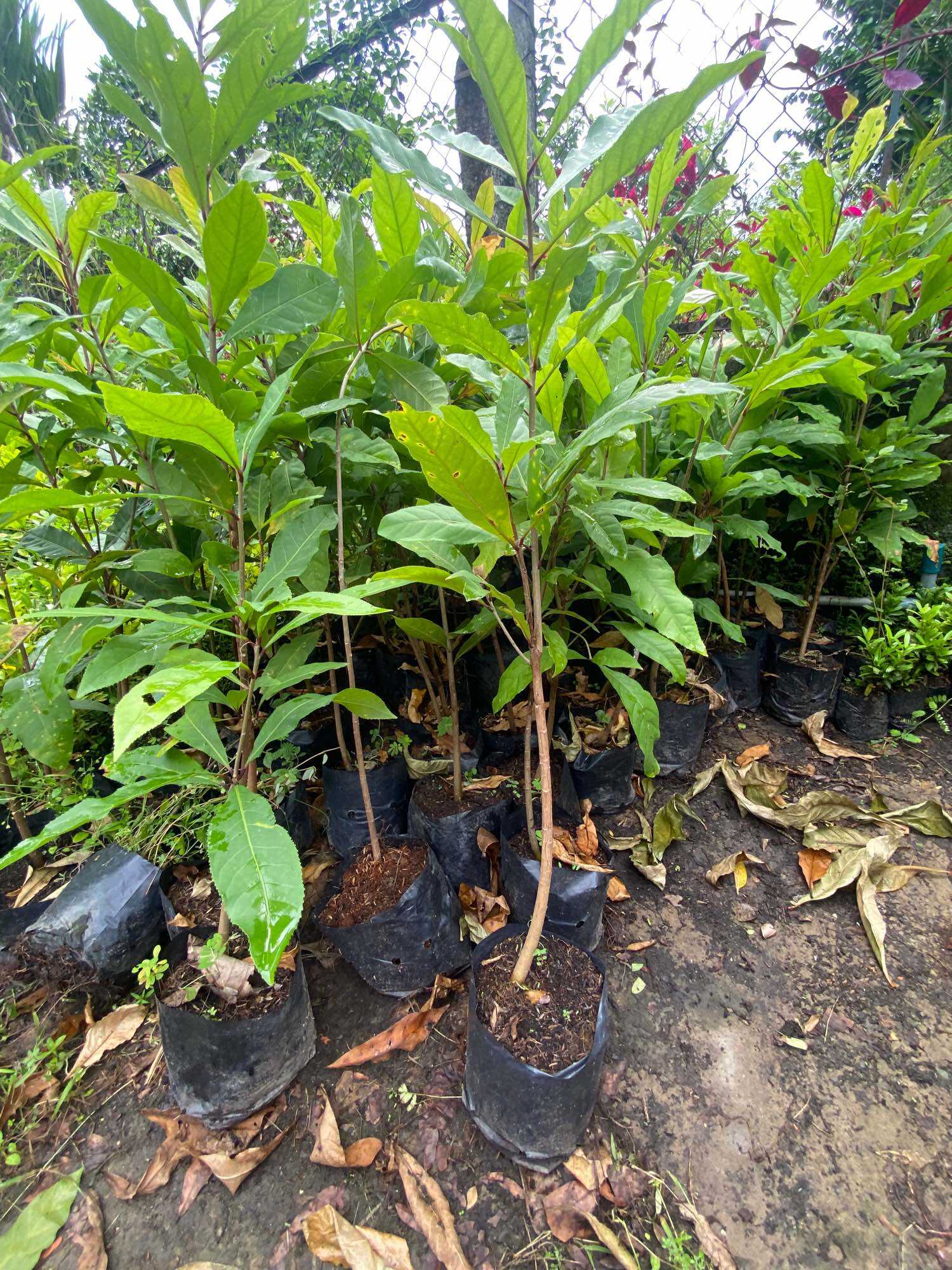 Cây giống lộc vừng