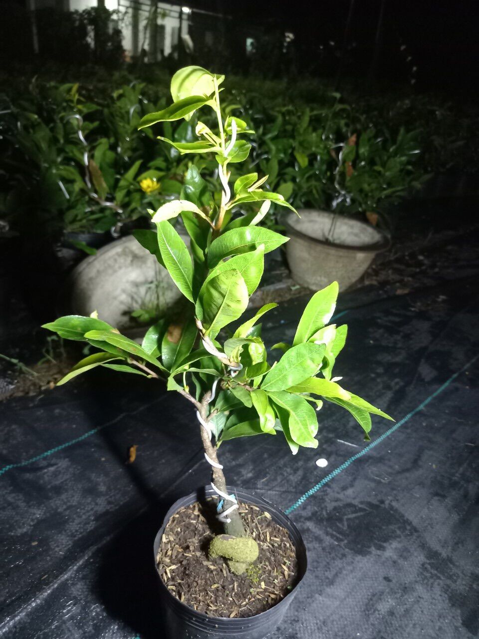 Cây Hoa mai giống siêu bông