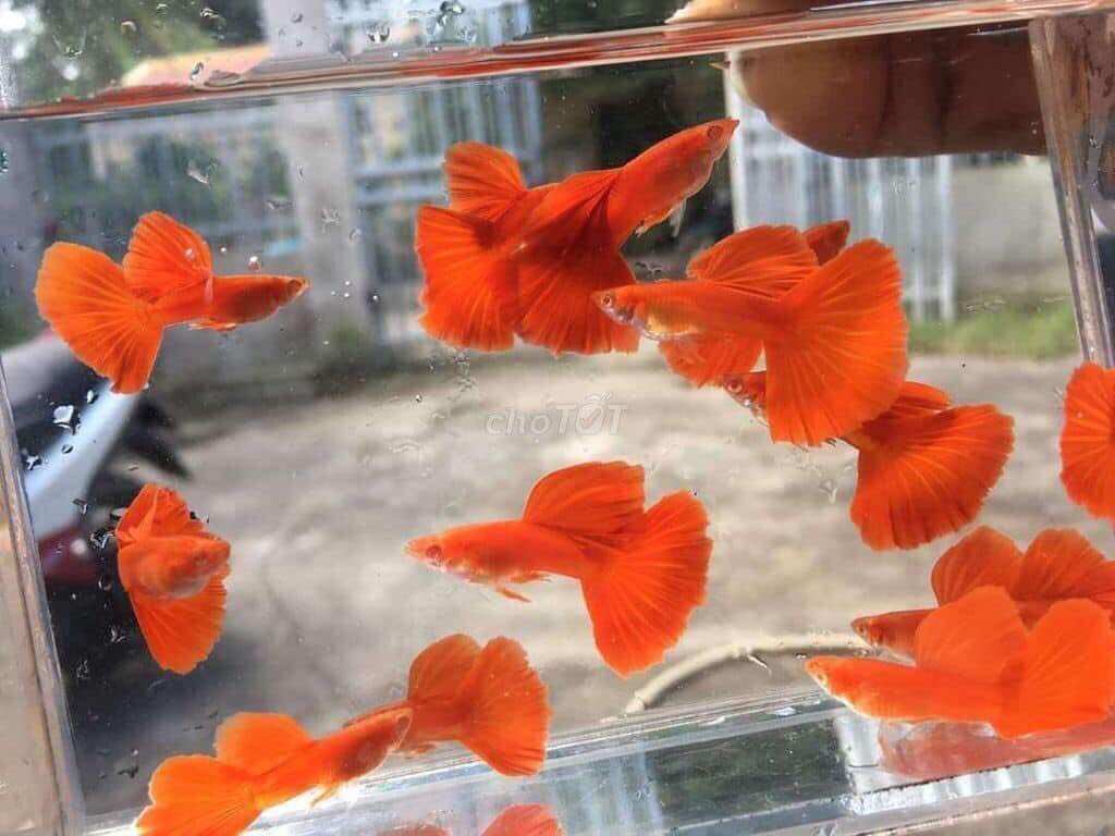 full red bds - 7 màu trang trí hồ