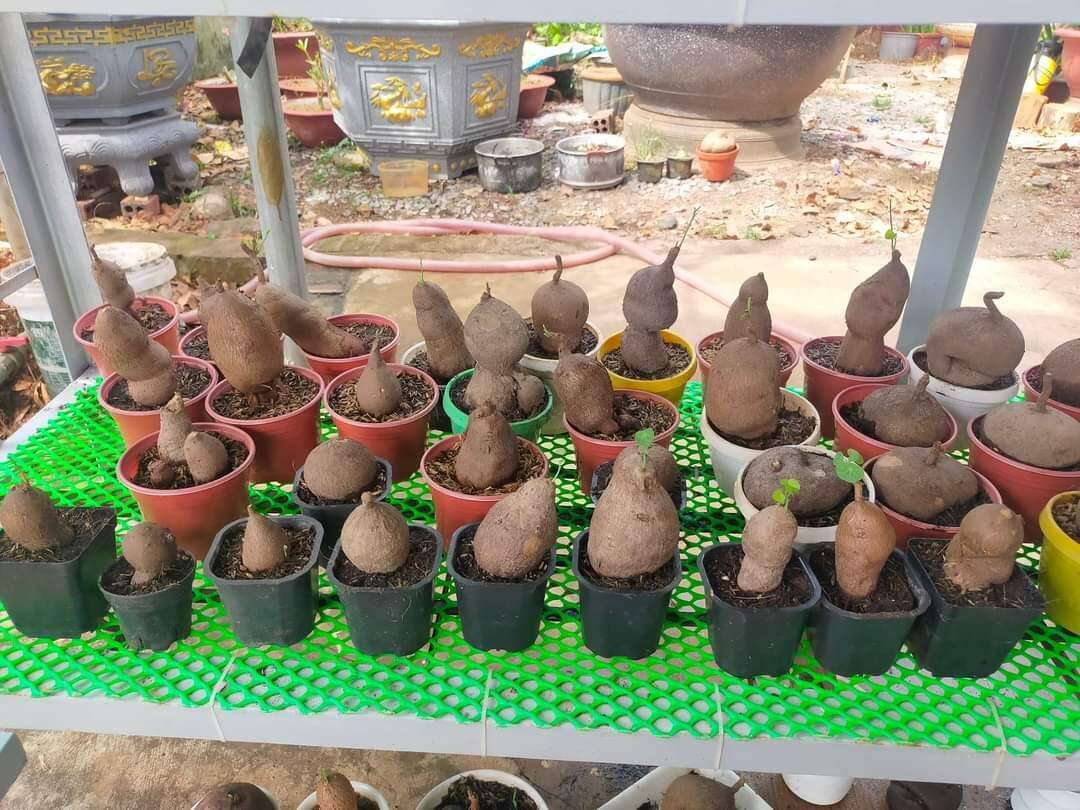 Củ bình vôi, cây để bàn phong thủy