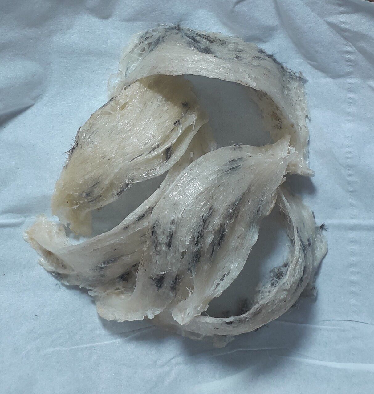 Tổ Yến thô 100g