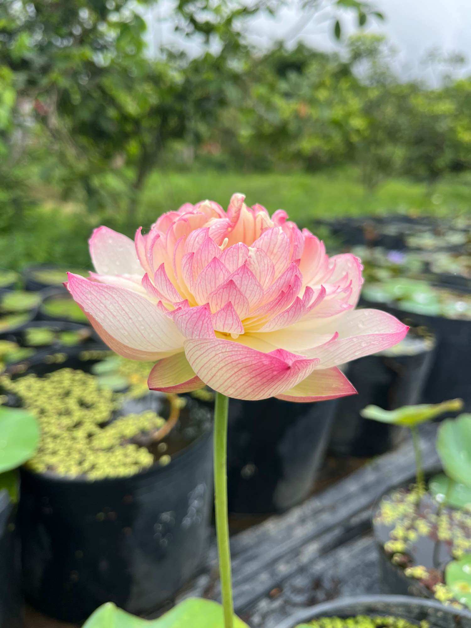 củ sen kim cương hồng