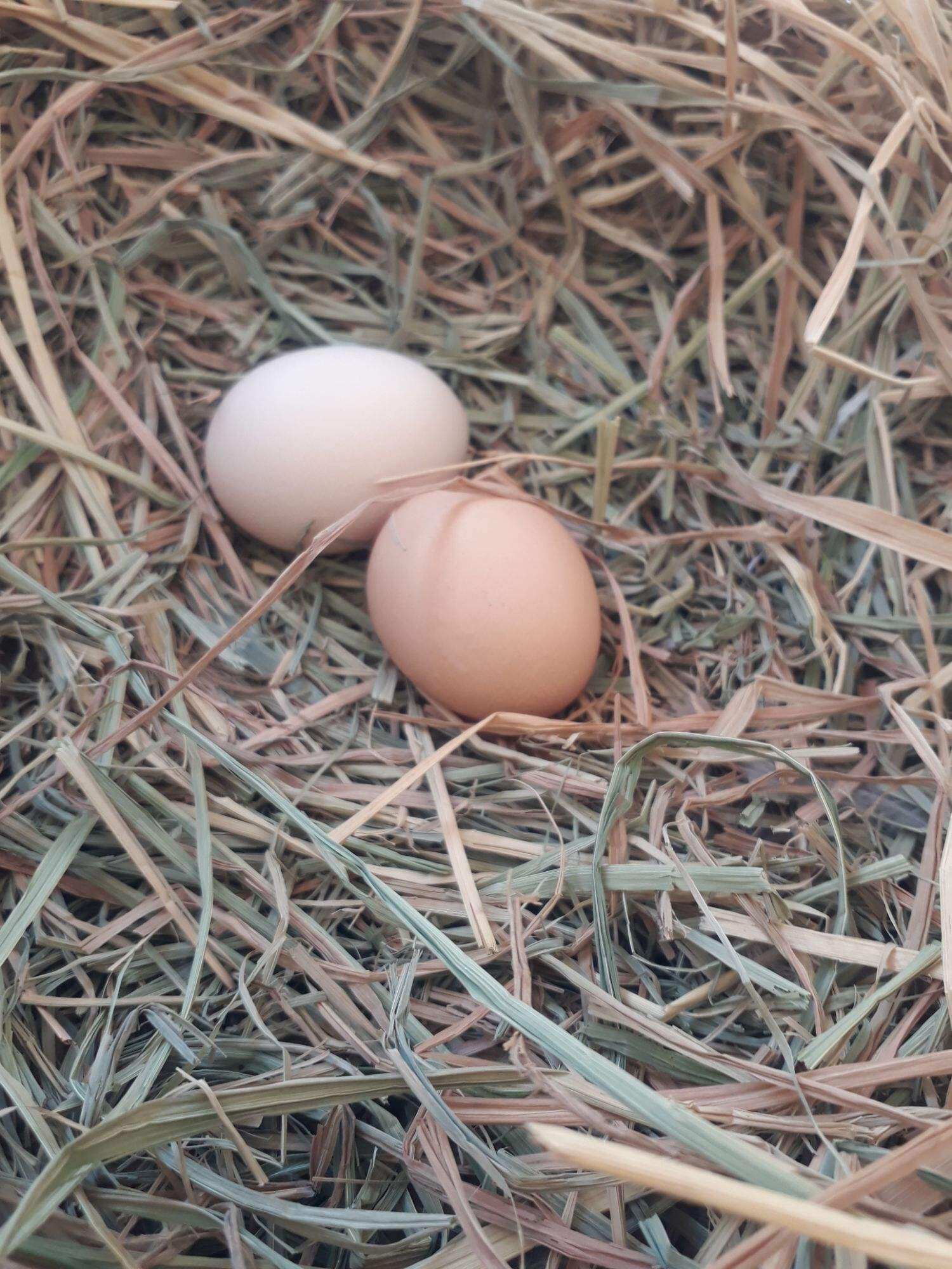 GÀ LƯỠNG NHÃN ,BỔN GÀ CỰC HIẾM  . 10 TRỨNG GÀ NÒI SIU MỸ LỚN KÝ ẤP NỞ CON GIỐNG .GÀ NỌC 3K9