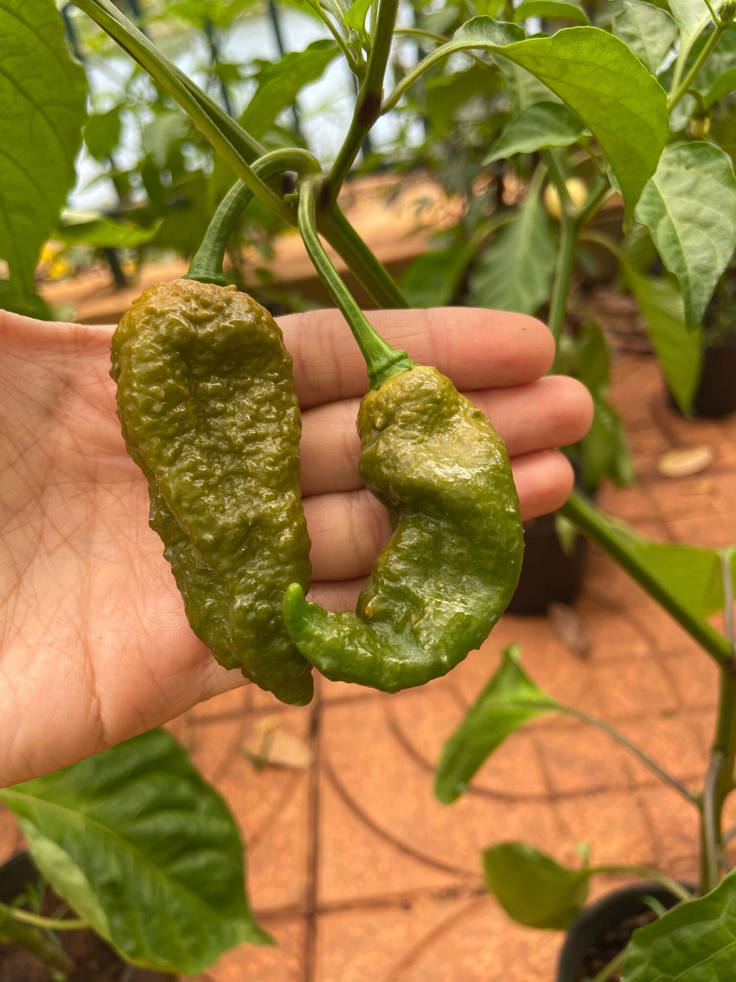 Hạt giống ớt Bhut jolokia solid gold