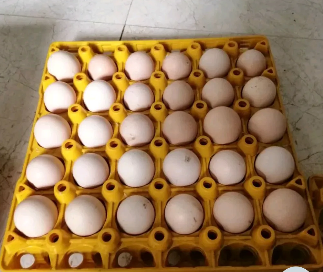 10 TRỨNG GÀ CHỌI ẤP NỞ. BAO ẤP NỞ