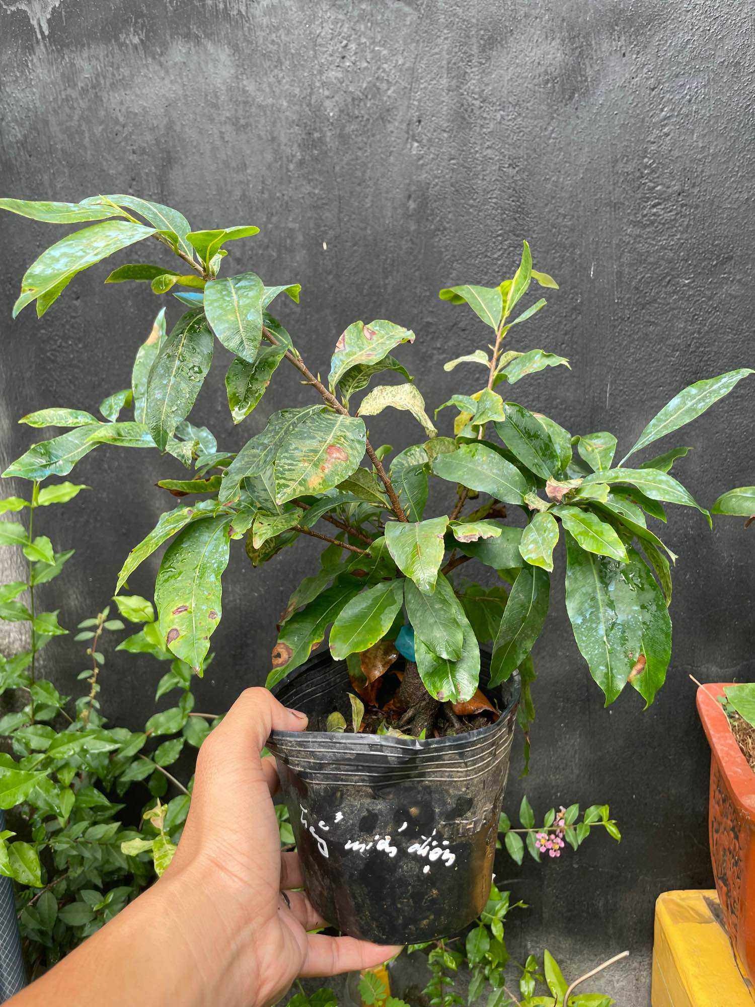 BẠCH MAI MIẾN ĐIỆN (cây mai hoa màu trắng) cây hoa mai đột biến ghép gốc mai vàng quấn rễ đẹp