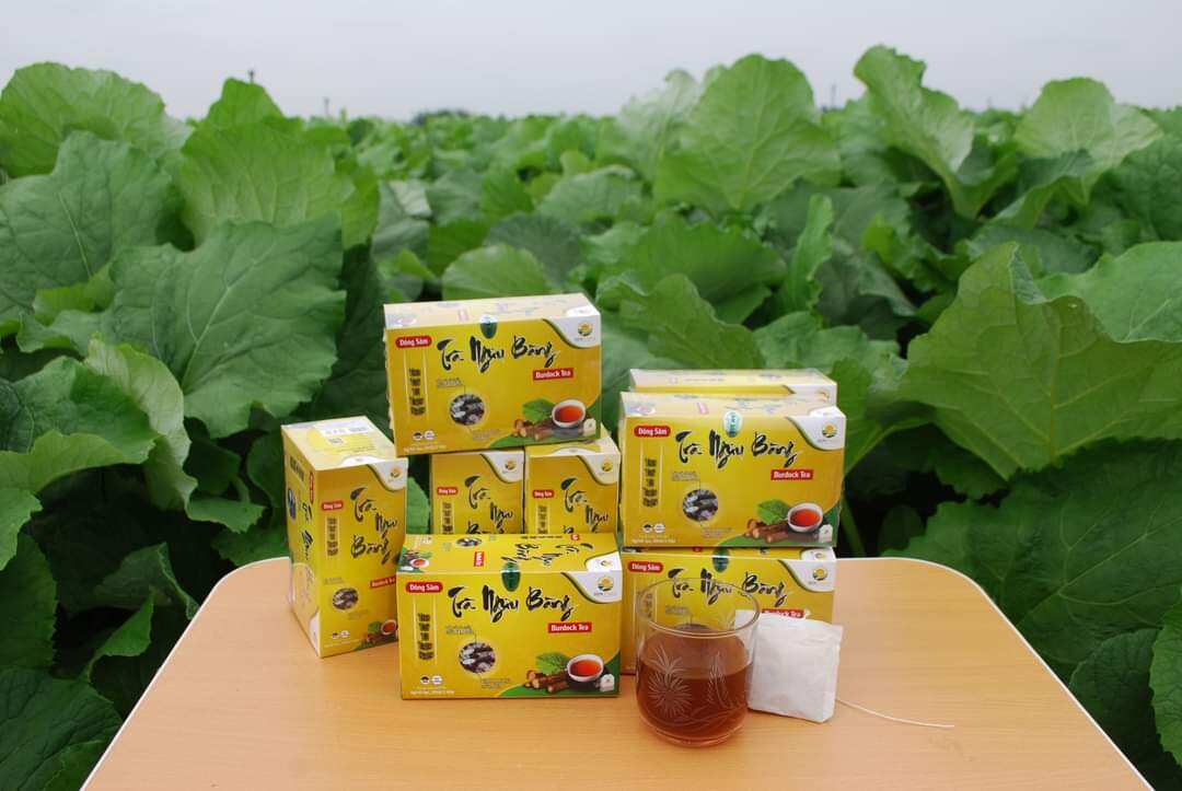 Trà ngưu bàng Đông Sâm, hộp 100g