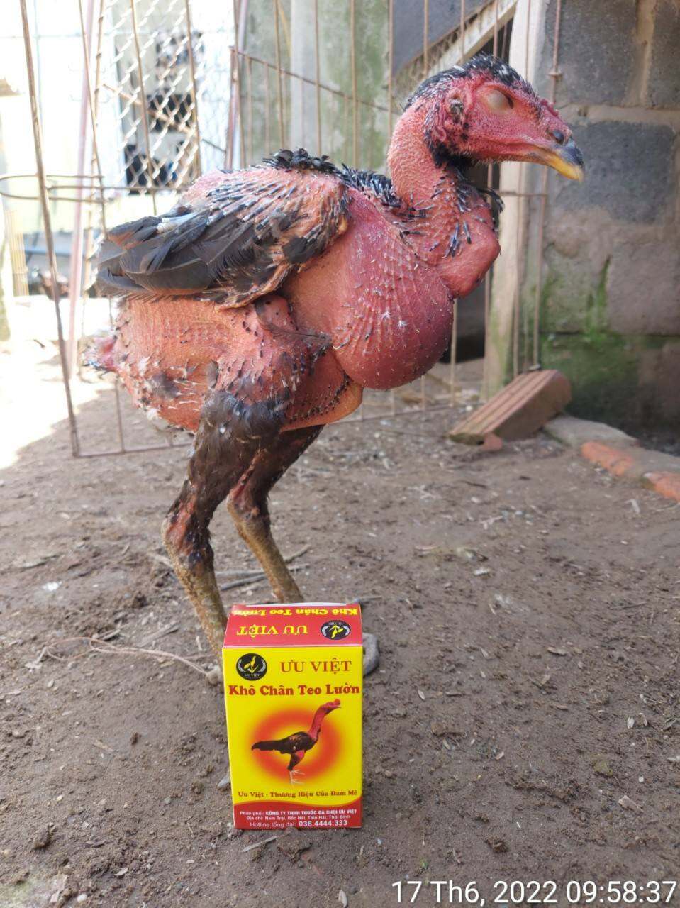 Khô chân teo lườn gà đá, gà chọi