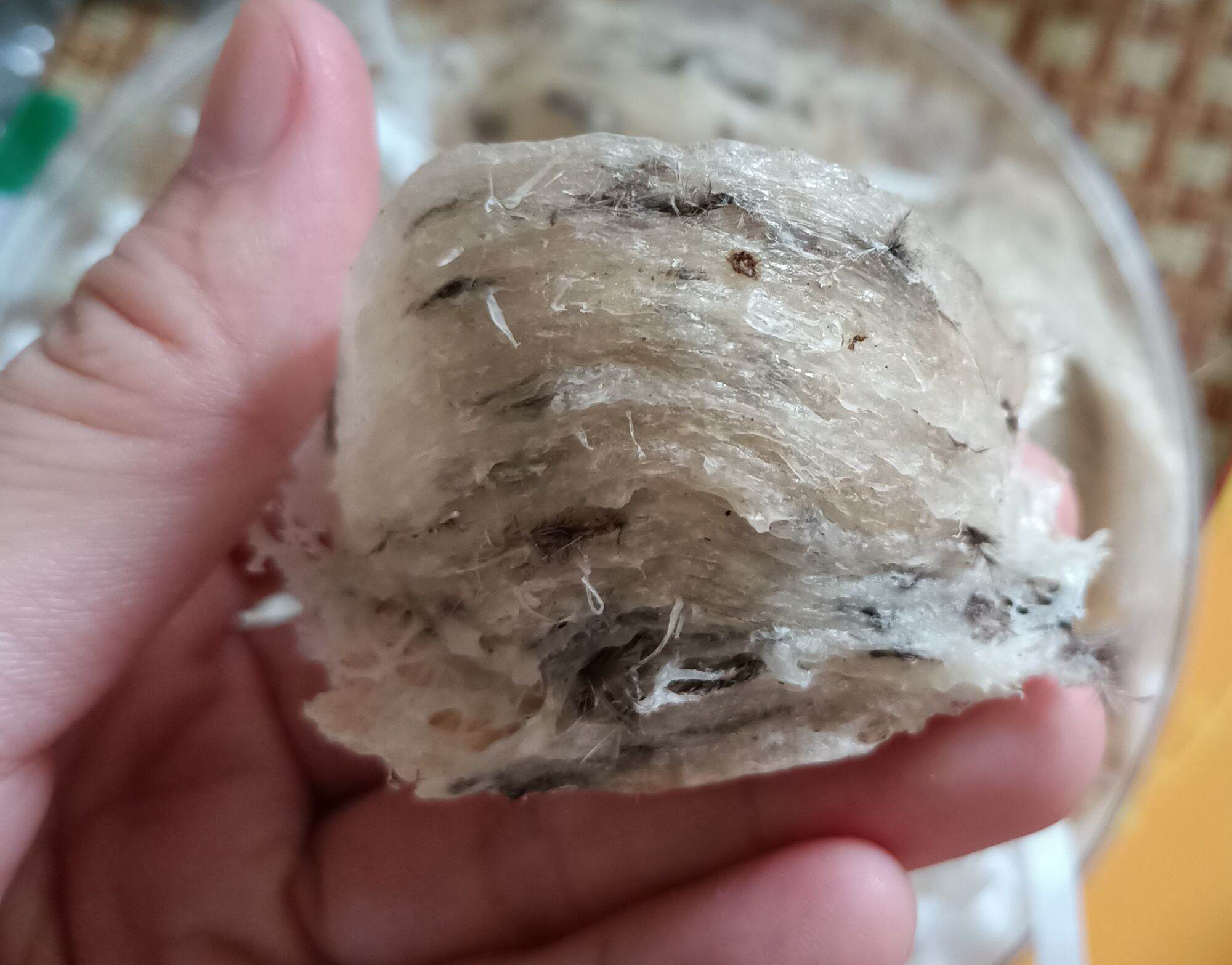 1 tổ yến thô  7-8g( tặng táo đỏ, đường phèn, hạt chia,nhíp)