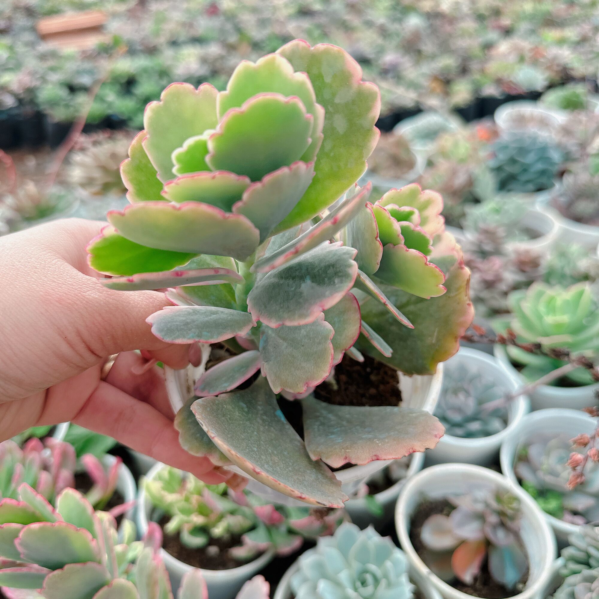 Sen đá cánh bướm size trung 5-7cm