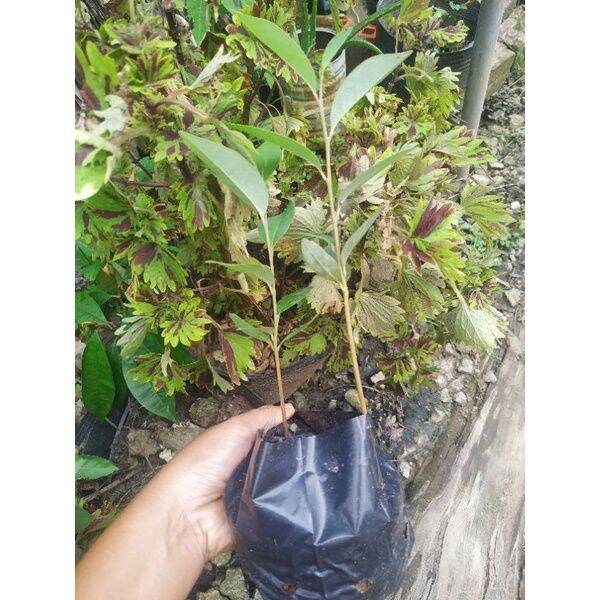 bầu 01 cây bình bát giống