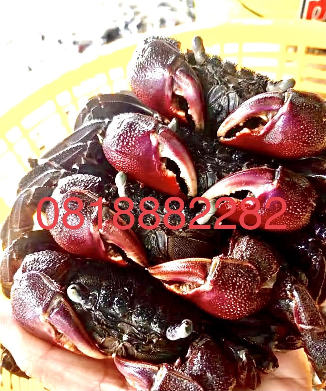 1.2kg Mắm Ba Khía Muối Con Siêu To ( Ngọc Hiển - Cà Mau)