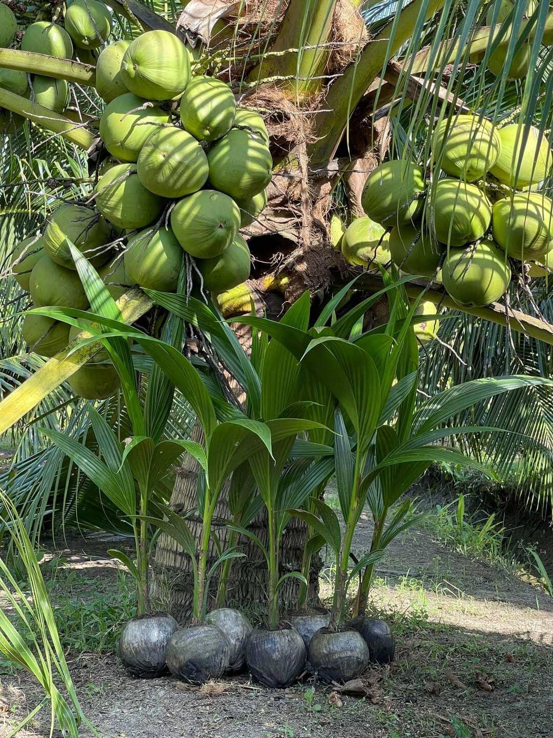 CÂY DỪA XIÊM LÙN GIỐNG