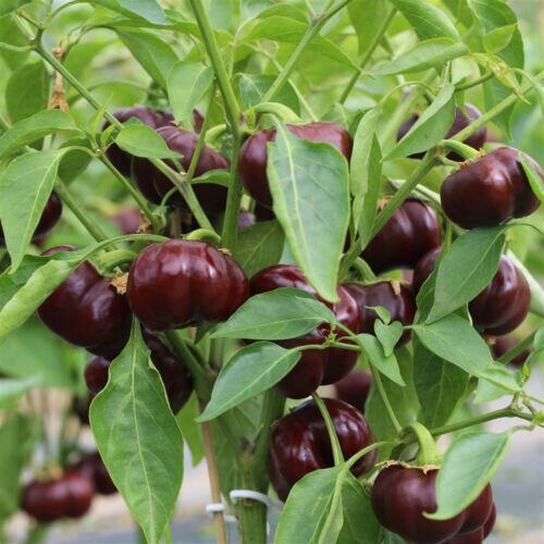Hạt giống ớt bí ngô Chocolate