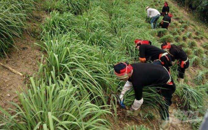 một lít tinh dầu sả java hai chai