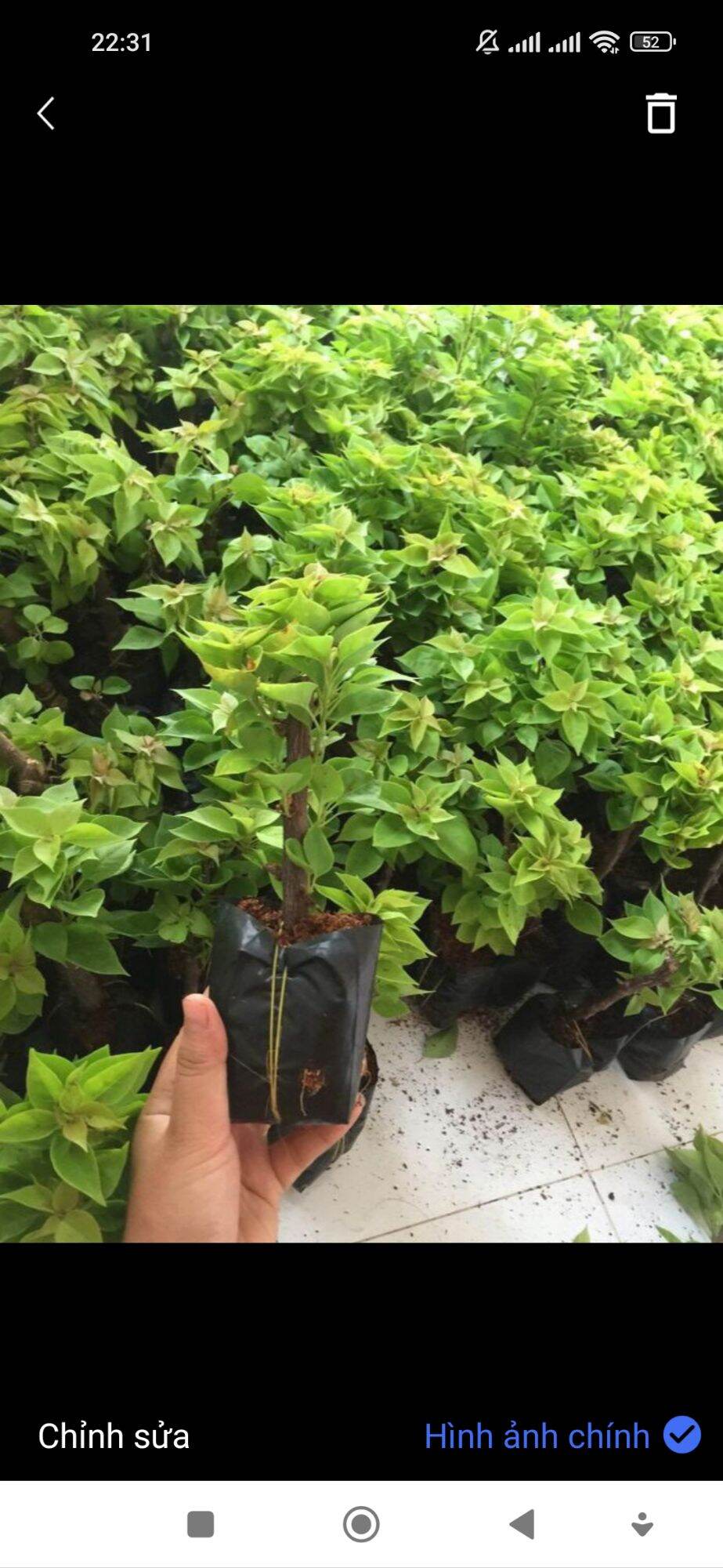 100 cây giấy giống - combo 100 bầu giấy mỹ giống