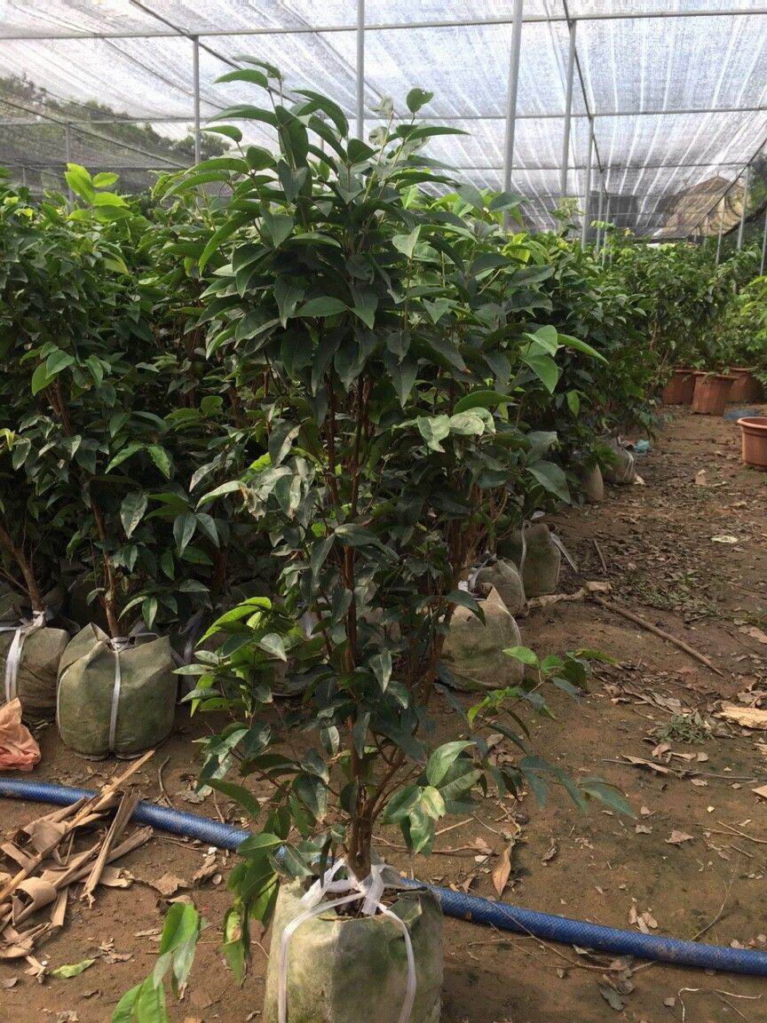 CÂY NHO THÂN GỖ 12 VỤ LOẠI NHỚ