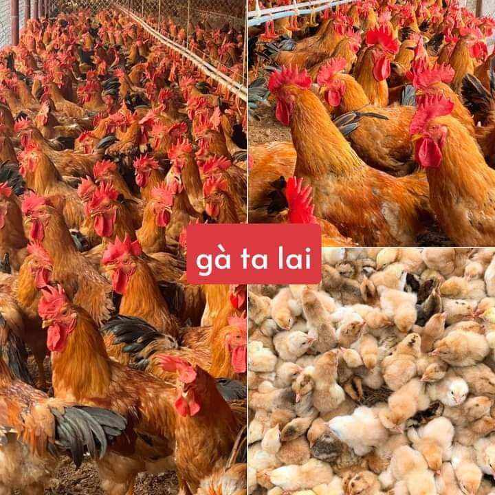 10 TRỨNG GÀ TA LAI ẤP NỞ. BAO ẤP NỞ CHO KHÁCH