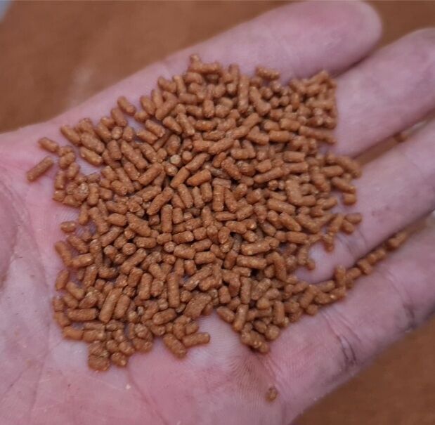 viên côn trùng đậm đặc (Ba Cẩn)