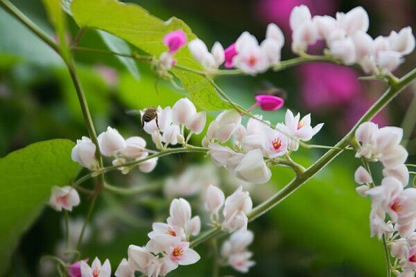 Hạt giống hoa Tigon - gói 5 hạt