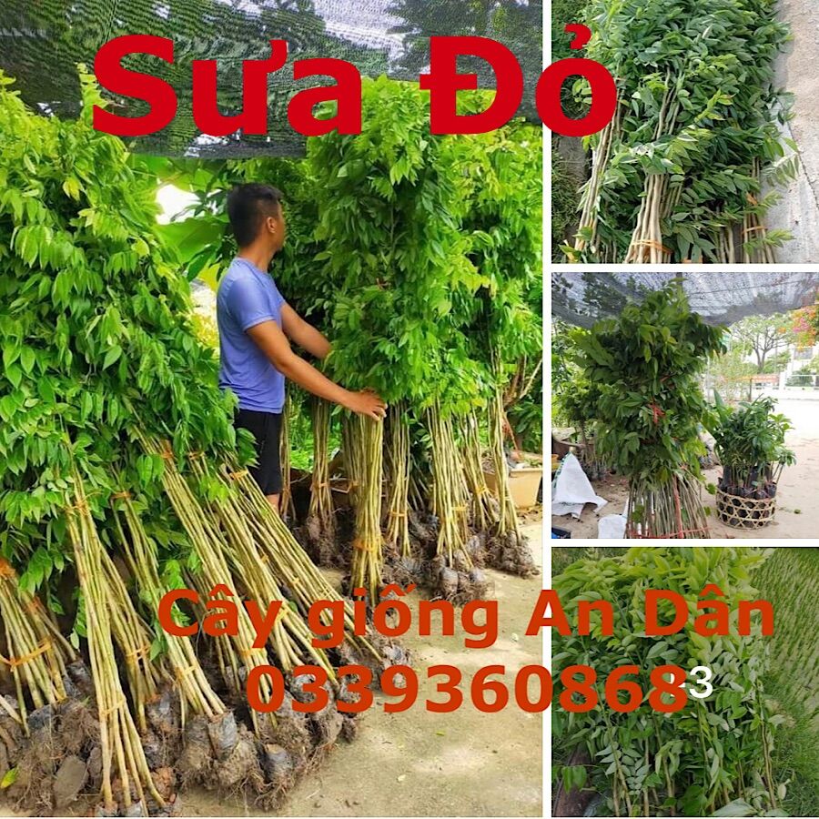 Cây giống sưa, sưa gỗ đỏ cao 60cm, 10 cây tặng kèm 1 cây, 50 tặng 5, sưa, cây sưa, sưa đỏ,