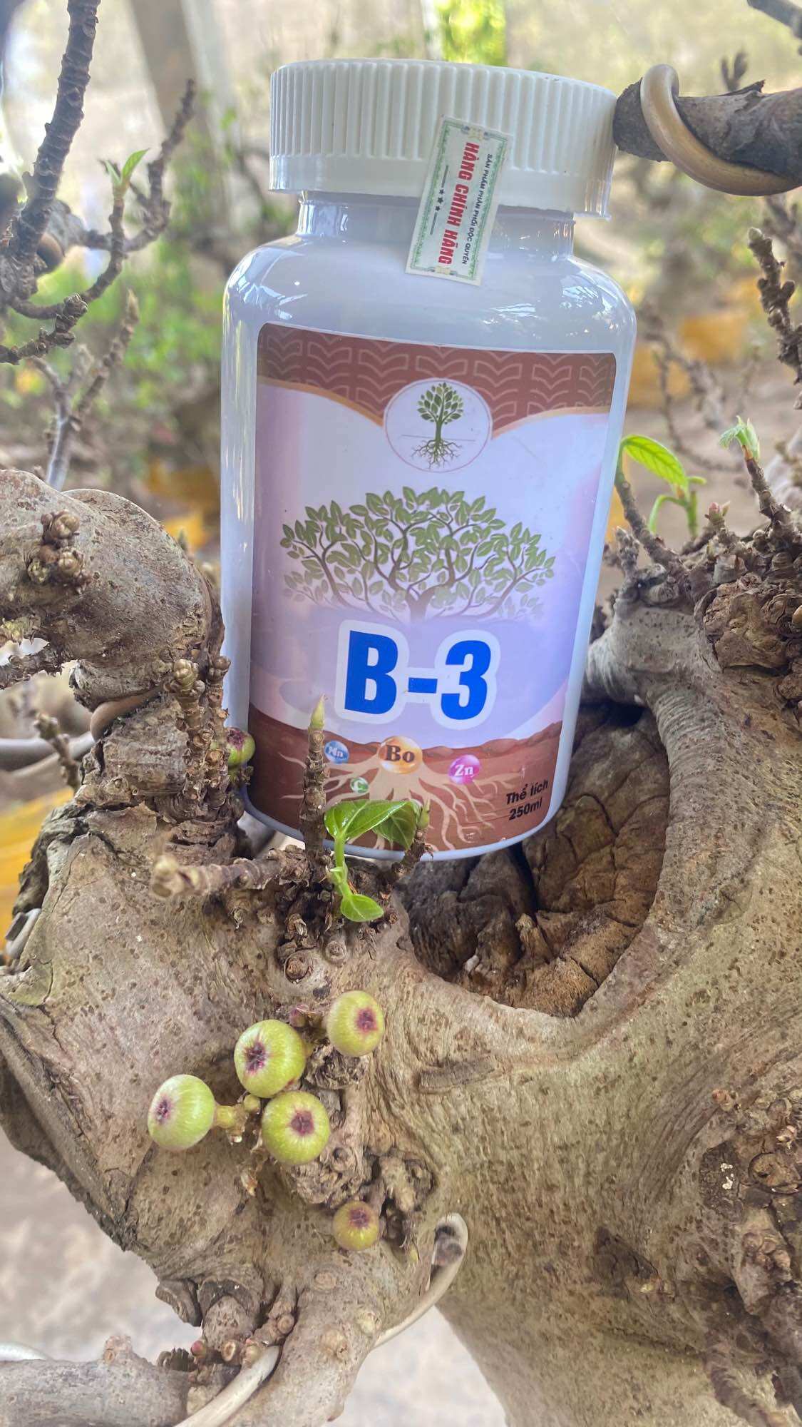 Thuốc kích sung ra quả h1 b3
