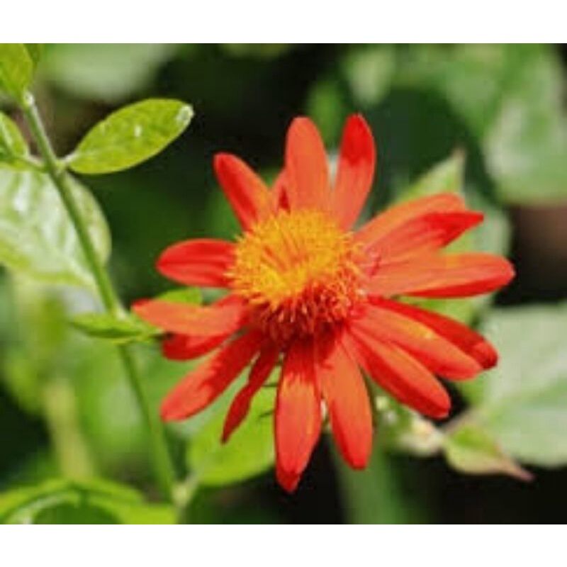 Cúc leo Mexico (cây giống)