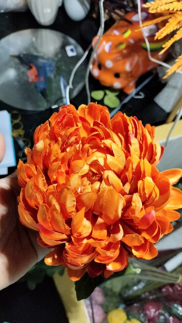 CÚC ĐẠI ĐÓA HOA LỚN 12CM