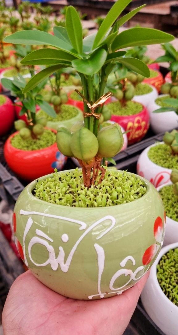 Cây Tài Lộc phong thủy để bàn (chậu sứ xinh xắn)