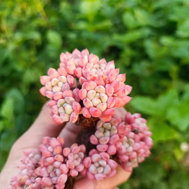 Mới Sale+ Sen Đá Hoa Đào Thụ Mini