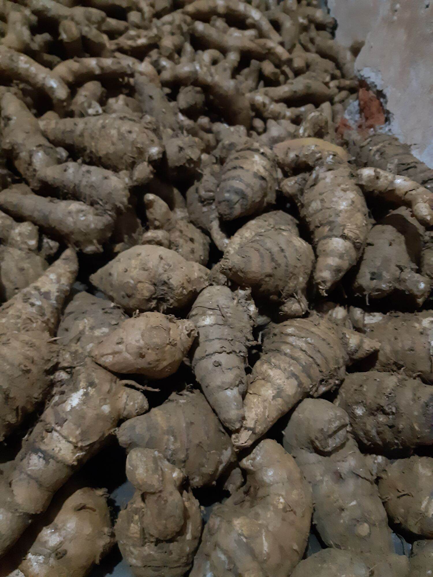 củ nghệ đen tươi chuẩn hình