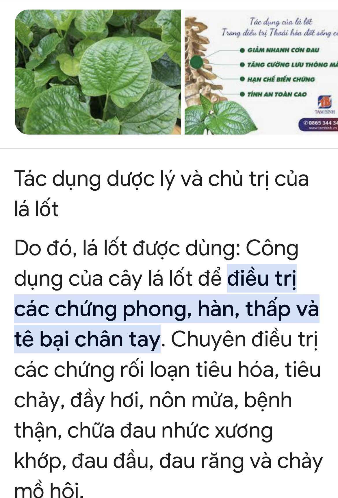 cây lá lốt (10 cây)